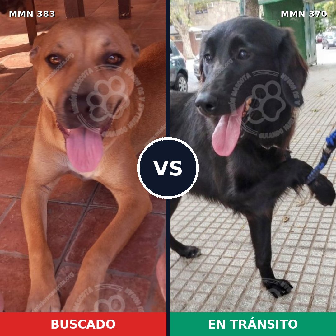 Comparativa MMS 7274: mascota perdida y mascota encontrada, 44% de similitud