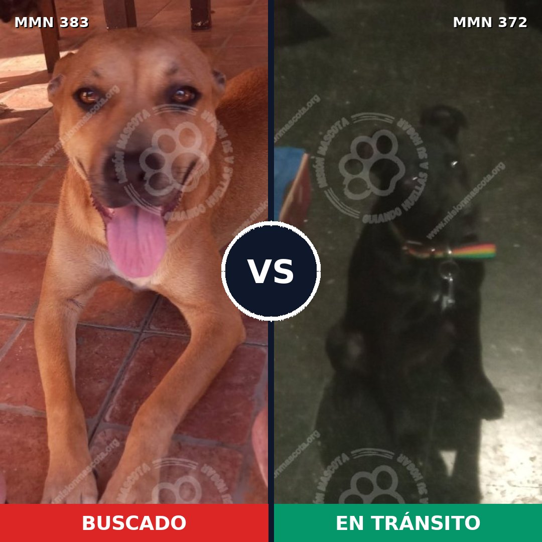 Comparativa MMS 7275: mascota perdida y mascota encontrada, 46% de similitud