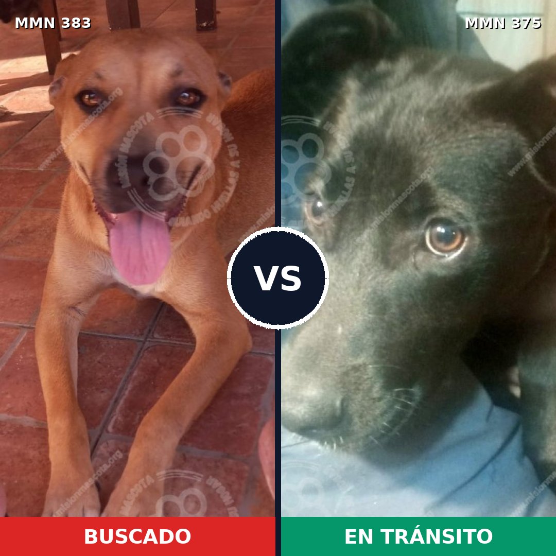 Comparativa MMS 7276: mascota perdida y mascota encontrada, 45% de similitud