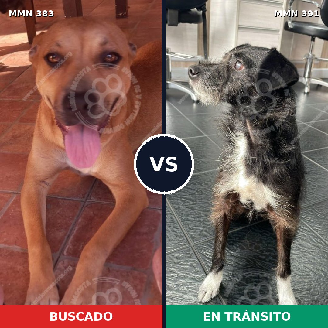 Comparativa MMS 7277: mascota perdida y mascota encontrada, 45% de similitud