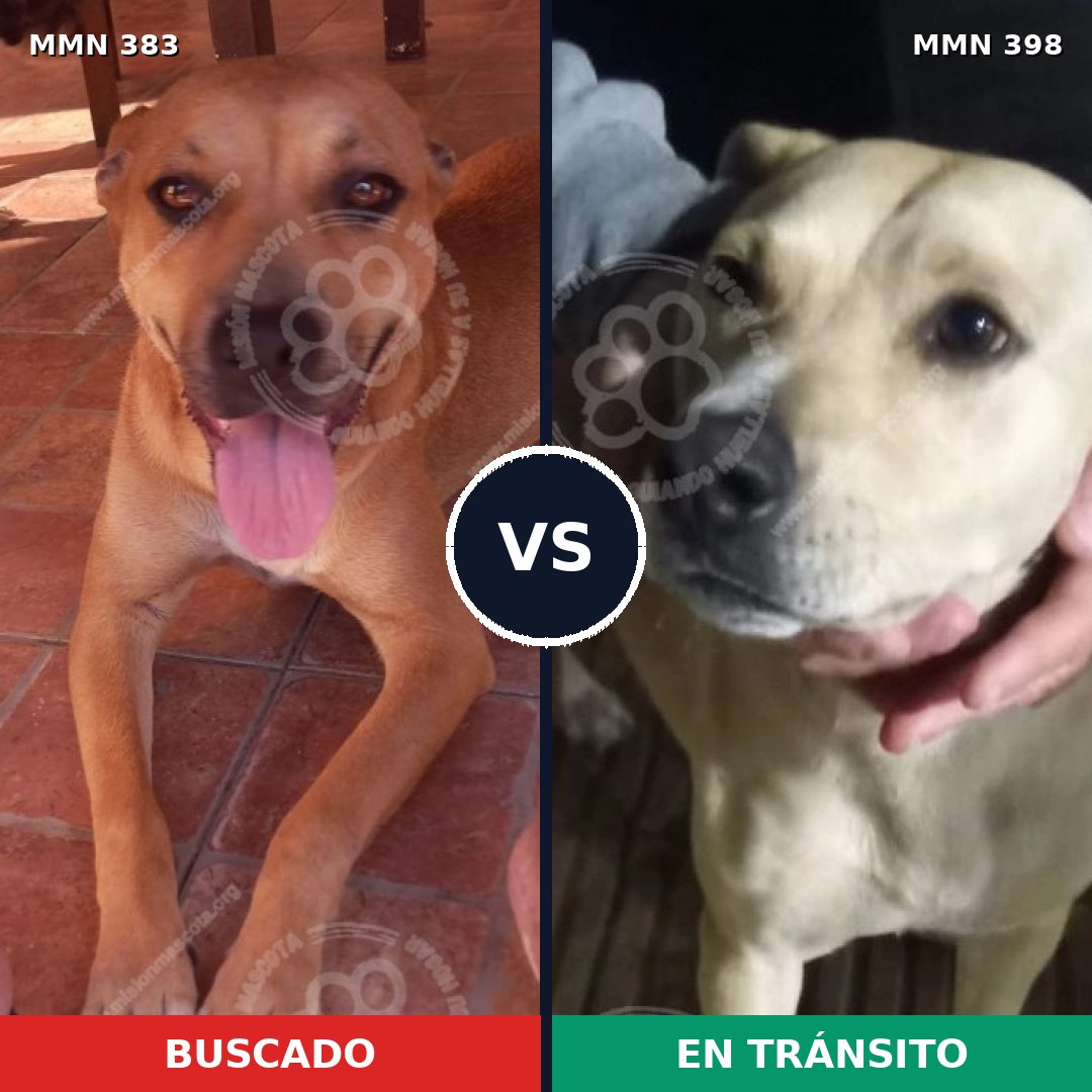 Comparativa MMS 7278: mascota perdida y mascota encontrada, 50% de similitud