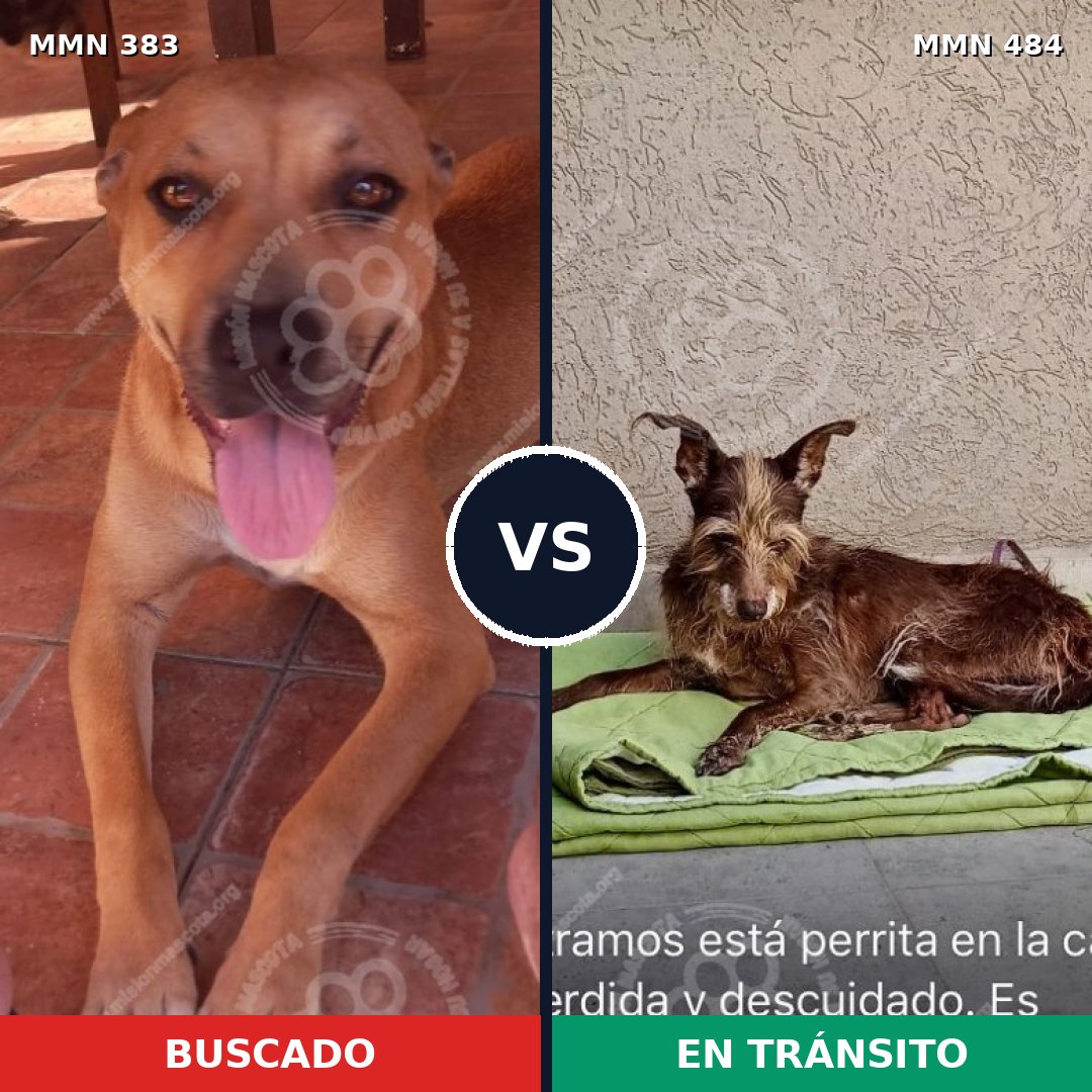 Comparativa MMS 7280: mascota perdida y mascota encontrada, 44% de similitud