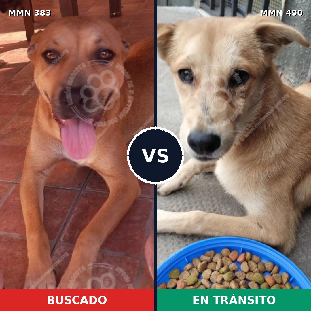 Comparativa MMS 7282: mascota perdida y mascota encontrada, 45% de similitud