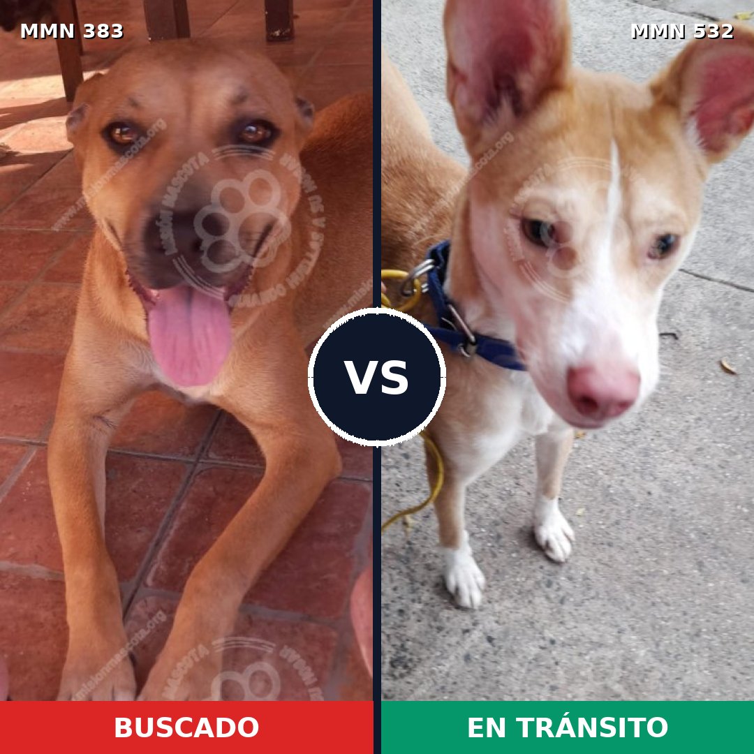 Comparativa MMS 7283: mascota perdida y mascota encontrada, 48% de similitud