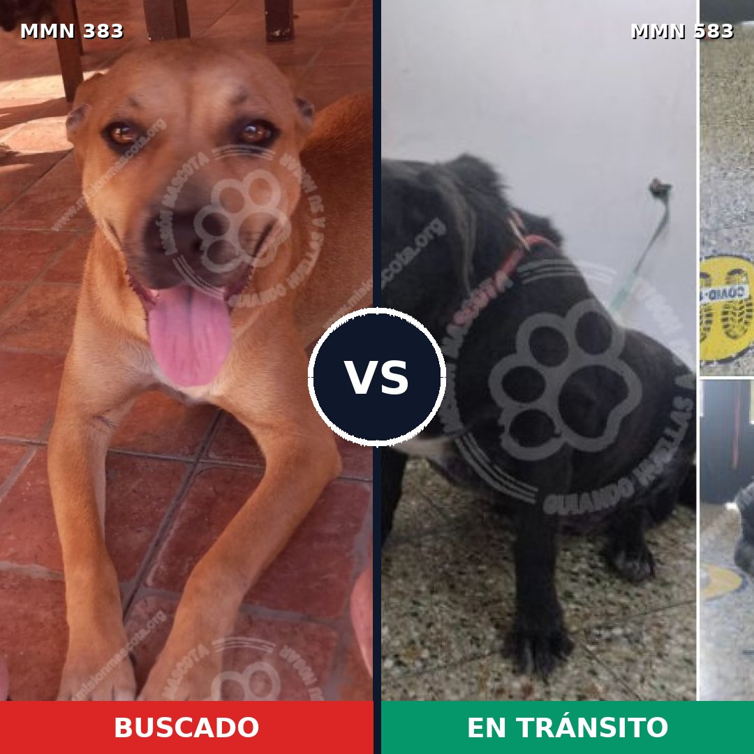 Comparativa MMS 7284: mascota perdida y mascota encontrada, 44% de similitud