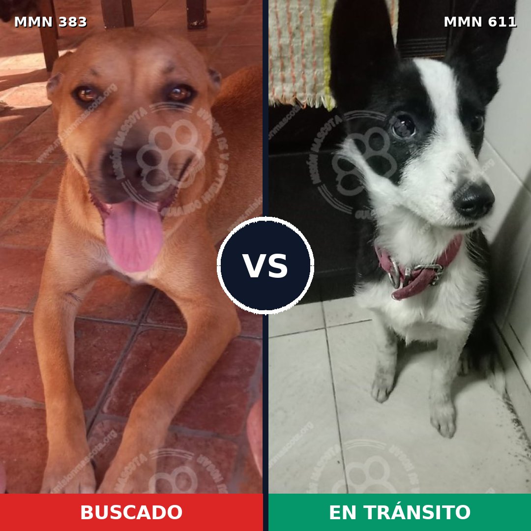 Comparativa MMS 7286: mascota perdida y mascota encontrada, 44% de similitud