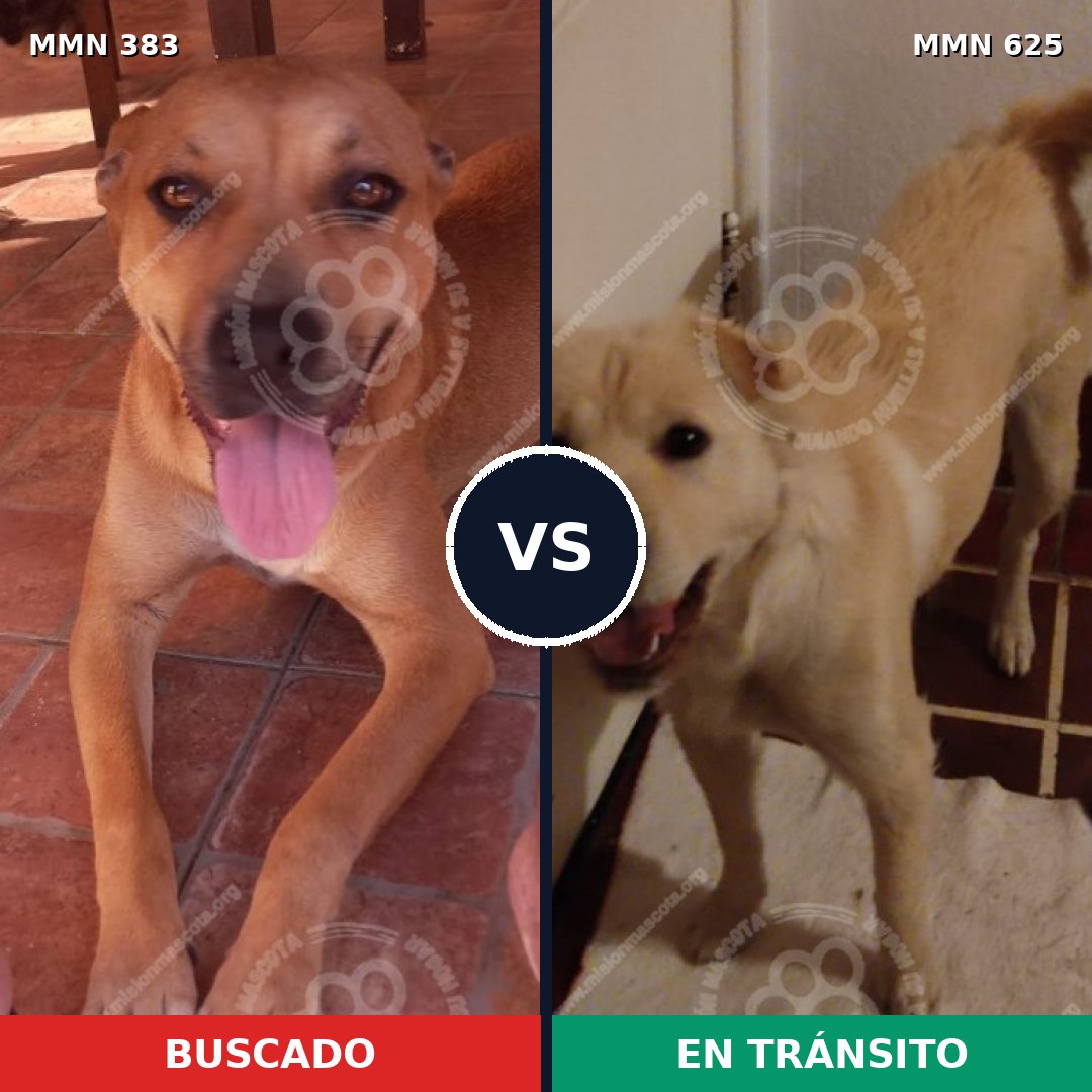 Comparativa MMS 7287: mascota perdida y mascota encontrada, 50% de similitud