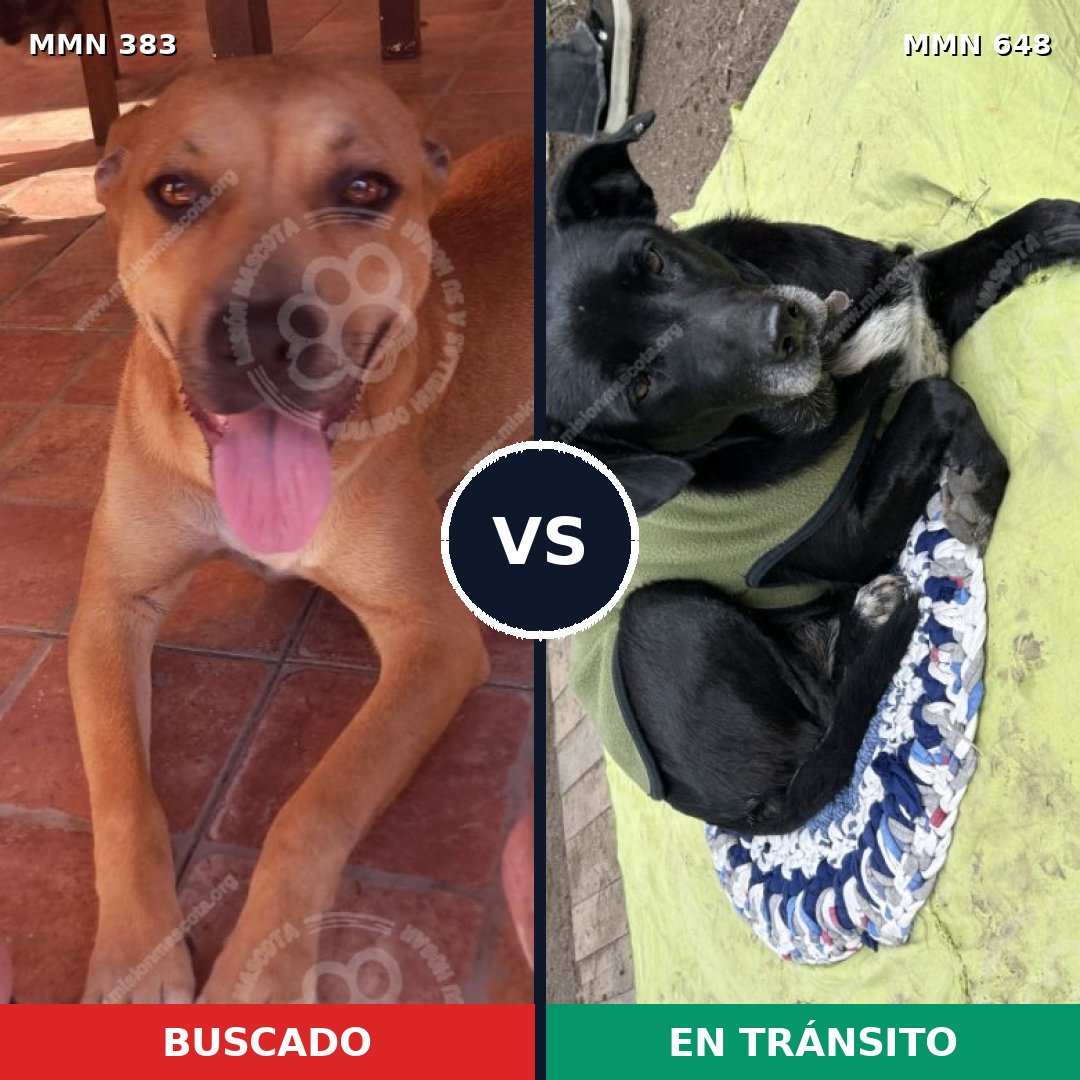Comparativa MMS 7288: mascota perdida y mascota encontrada, 45% de similitud