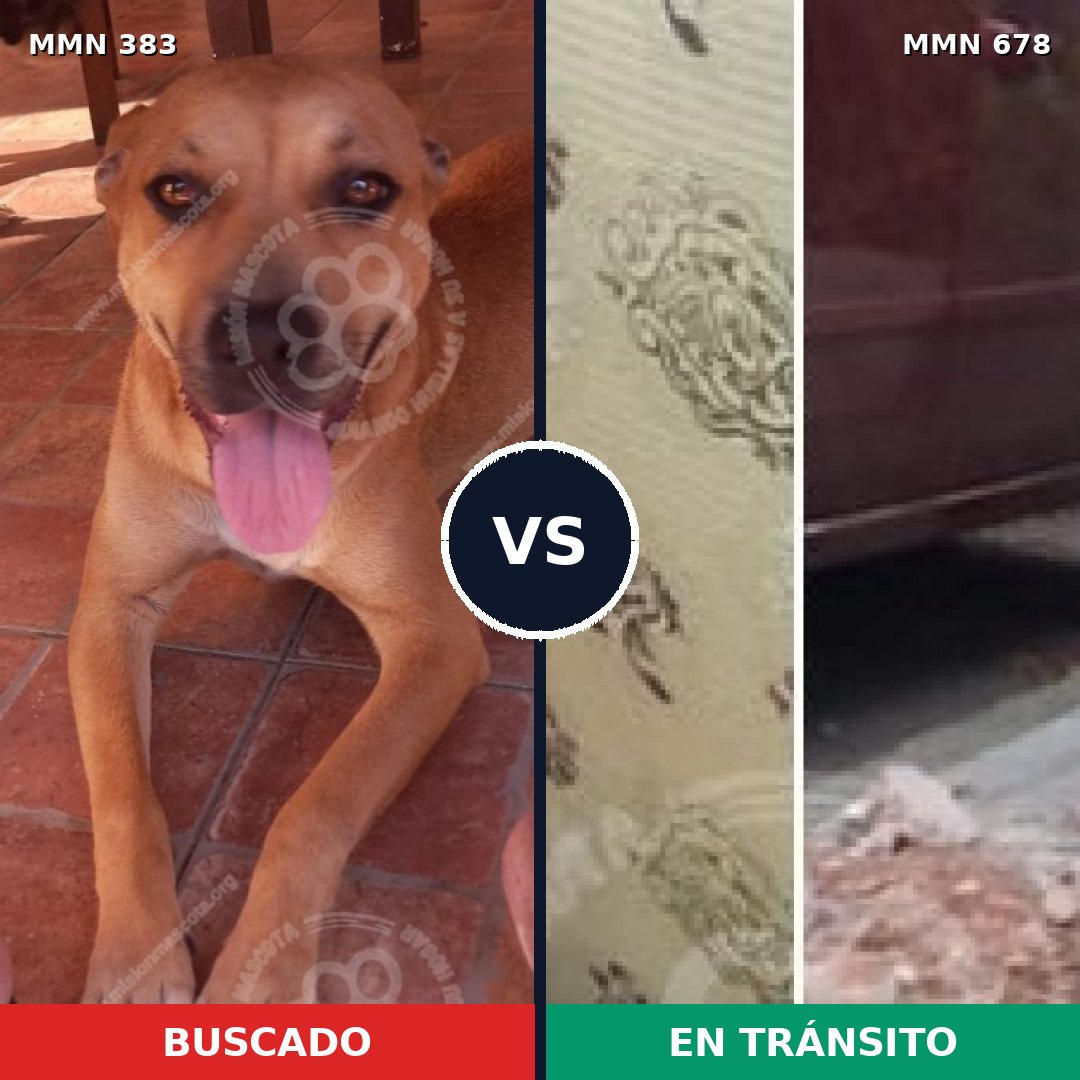 Comparativa MMS 7289: mascota perdida y mascota encontrada, 49% de similitud