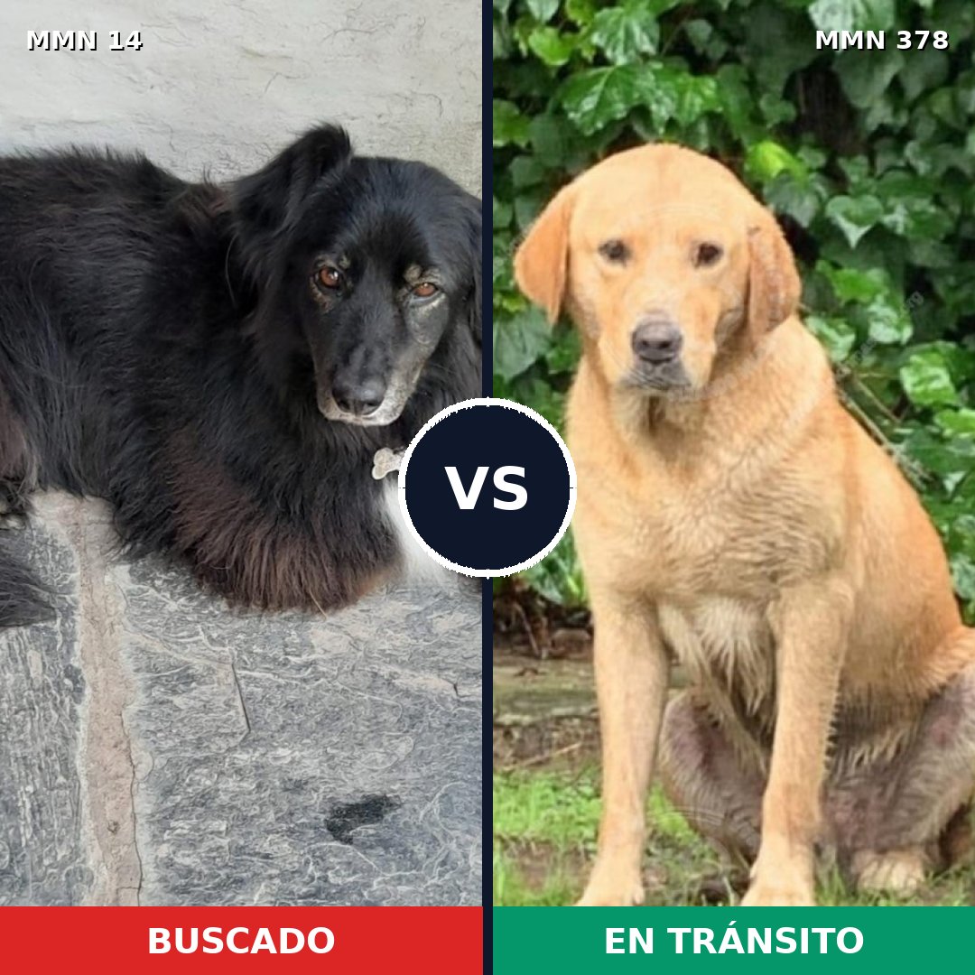 Comparativa MMS 729: mascota perdida y mascota encontrada, 41% de similitud