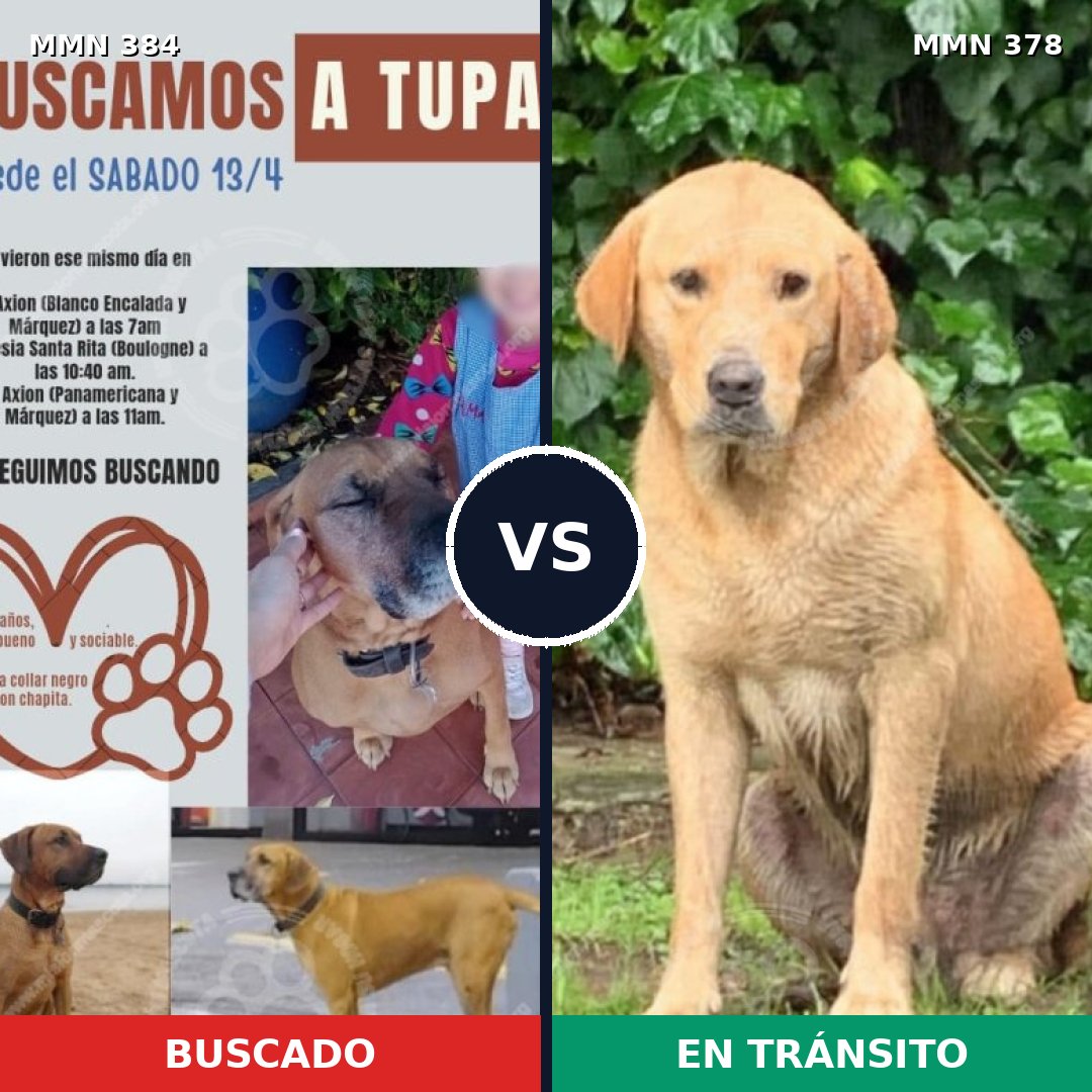 Comparativa MMS 7290: mascota perdida y mascota encontrada, 61% de similitud