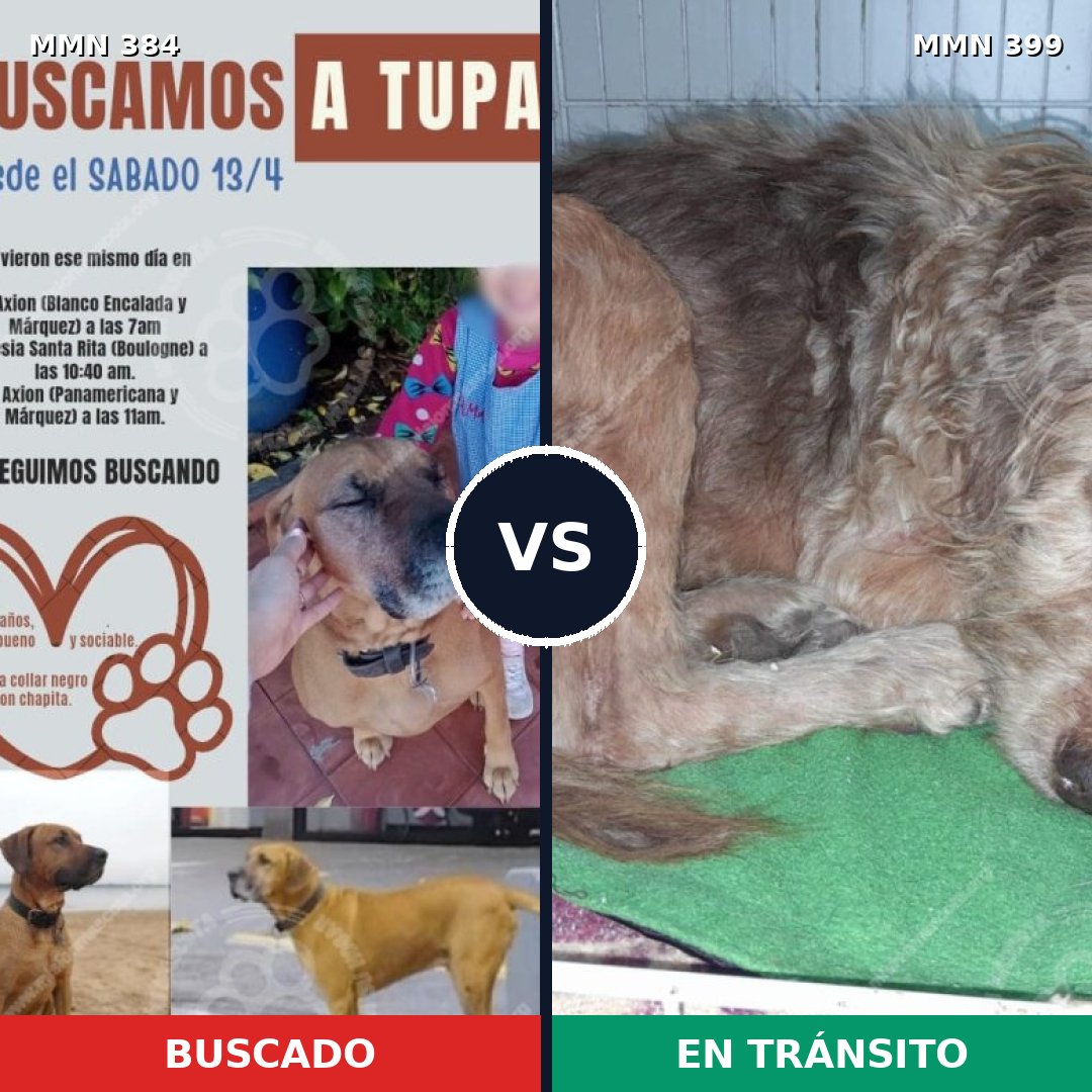 Comparativa MMS 7292: mascota perdida y mascota encontrada, 21% de similitud