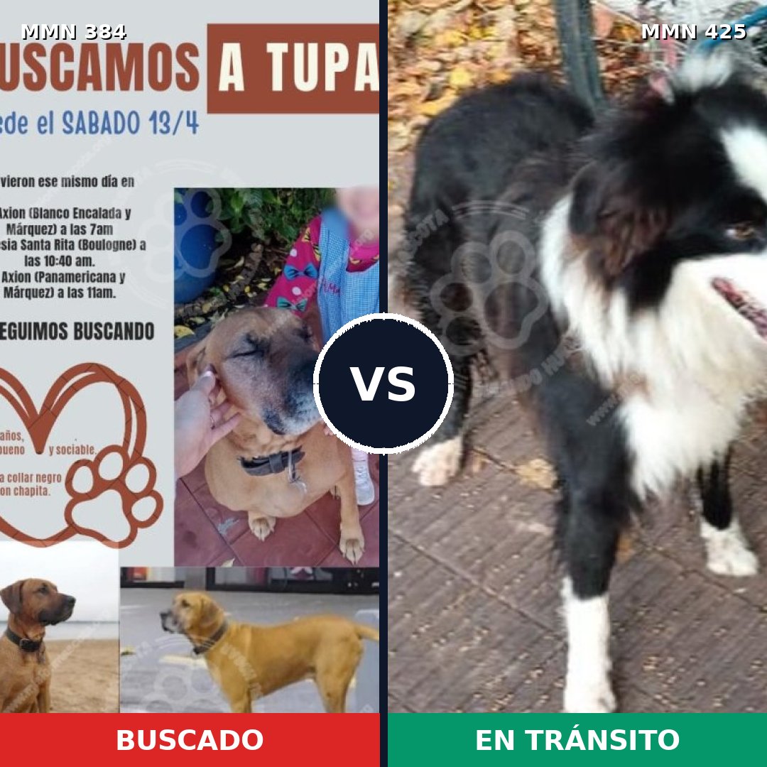 Comparativa MMS 7294: mascota perdida y mascota encontrada, 66% de similitud
