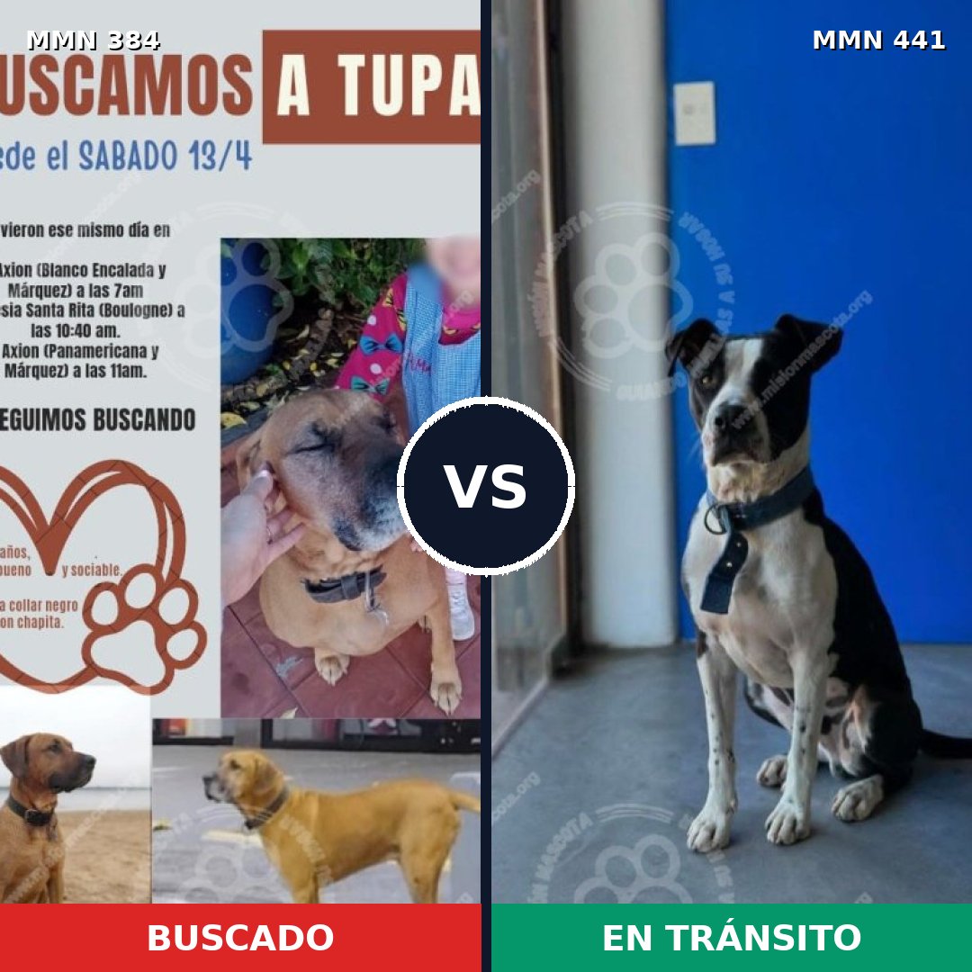 Comparativa MMS 7295: mascota perdida y mascota encontrada, 68% de similitud