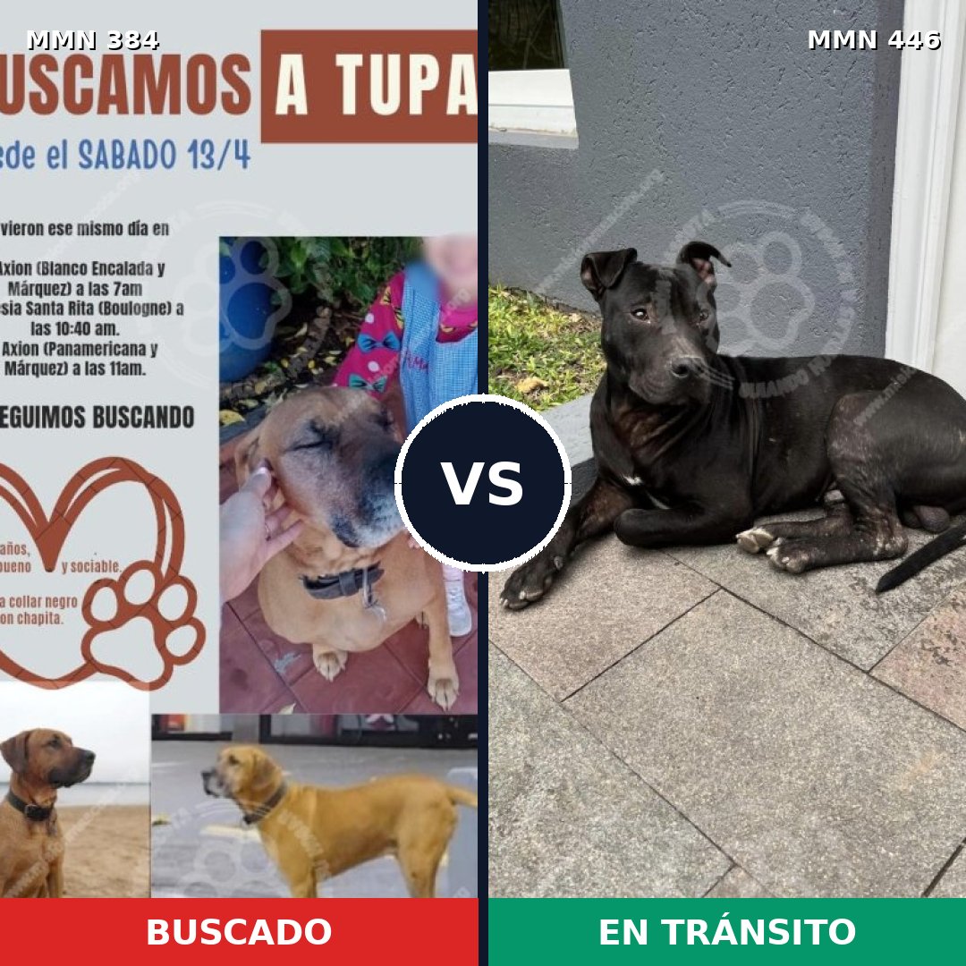 Comparativa MMS 7297: mascota perdida y mascota encontrada, 30% de similitud