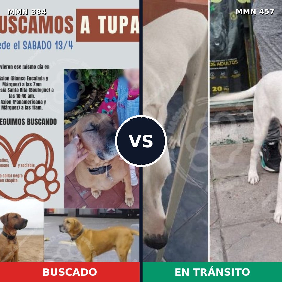Comparativa MMS 7298: mascota perdida y mascota encontrada, 20% de similitud