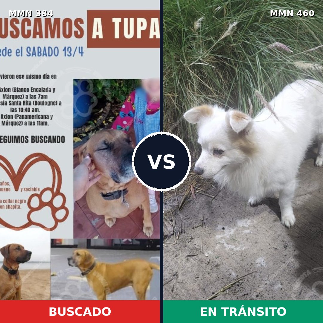 Comparativa MMS 7299: mascota perdida y mascota encontrada, 33% de similitud