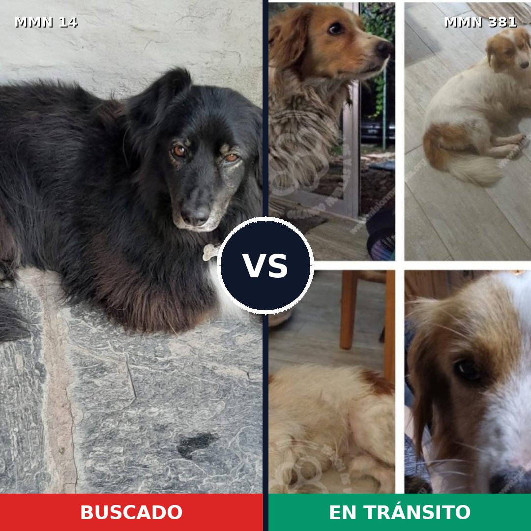 Comparativa MMS 730: mascota perdida y mascota encontrada, 60% de similitud
