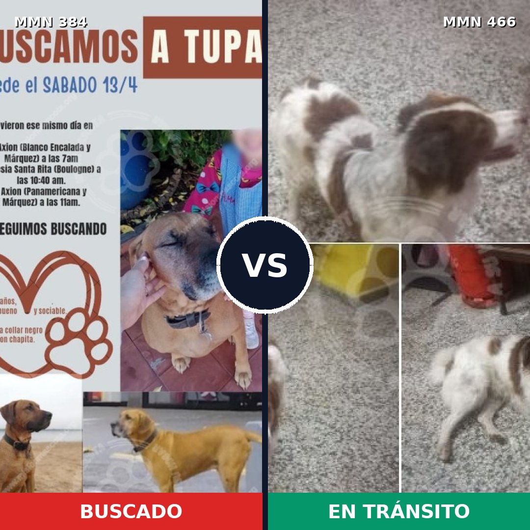 Comparativa MMS 7300: mascota perdida y mascota encontrada, 33% de similitud