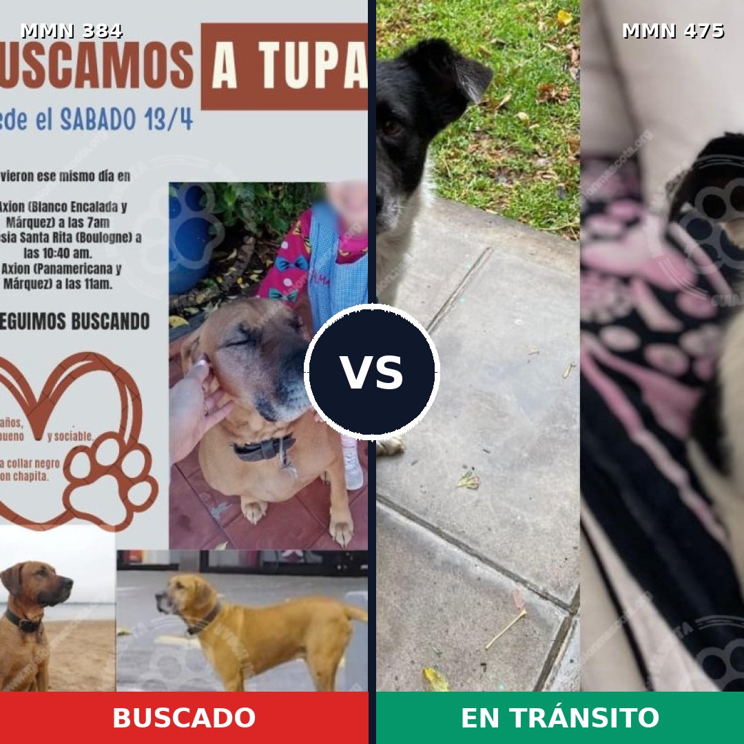 Comparativa MMS 7301: mascota perdida y mascota encontrada, 30% de similitud