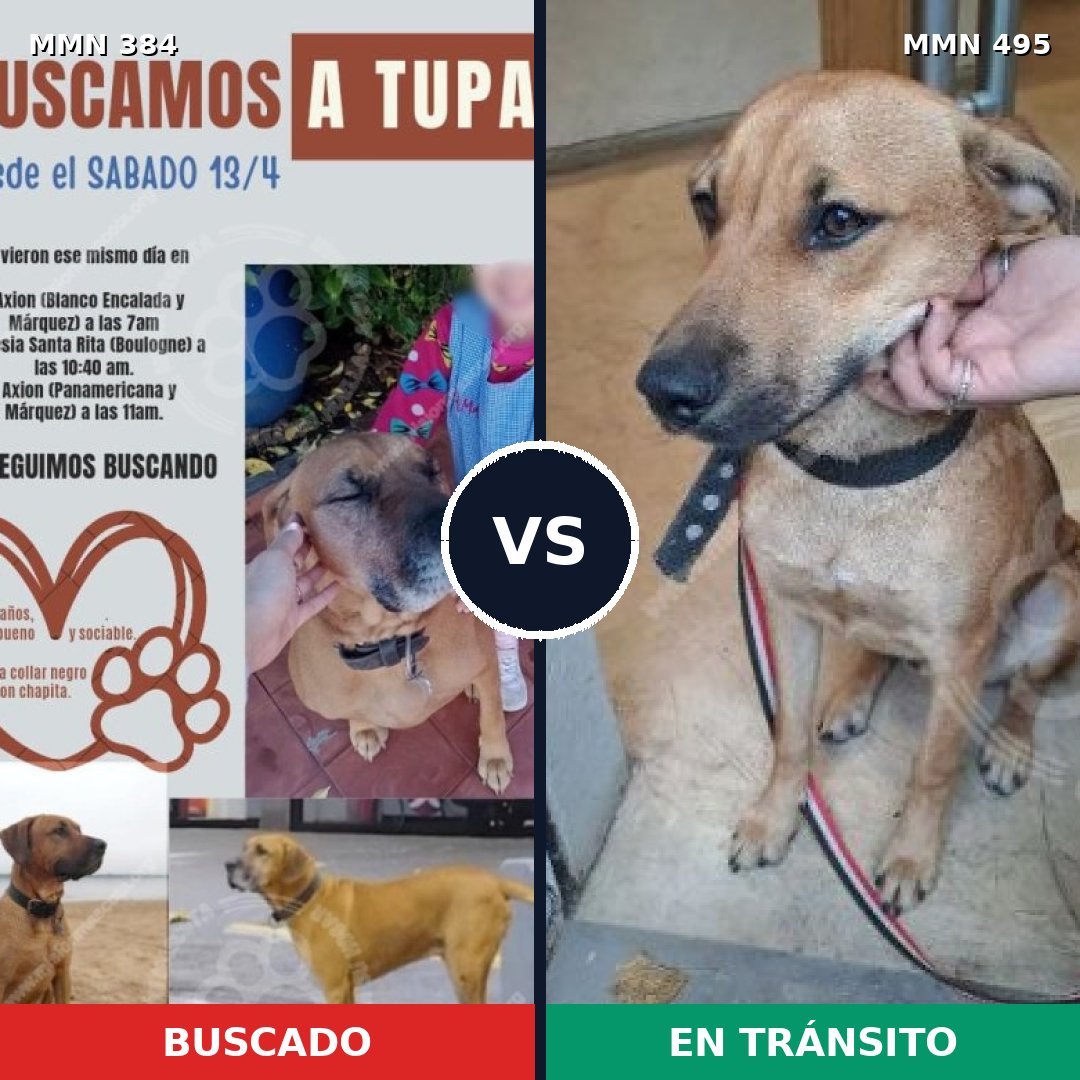 Comparativa MMS 7303: mascota perdida y mascota encontrada, 6% de similitud