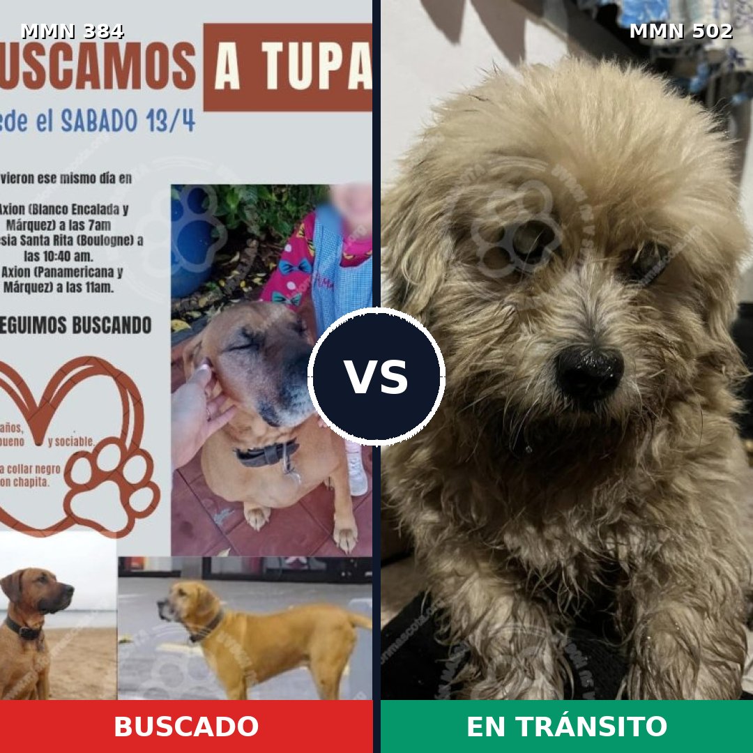 Comparativa MMS 7304: mascota perdida y mascota encontrada, 34% de similitud