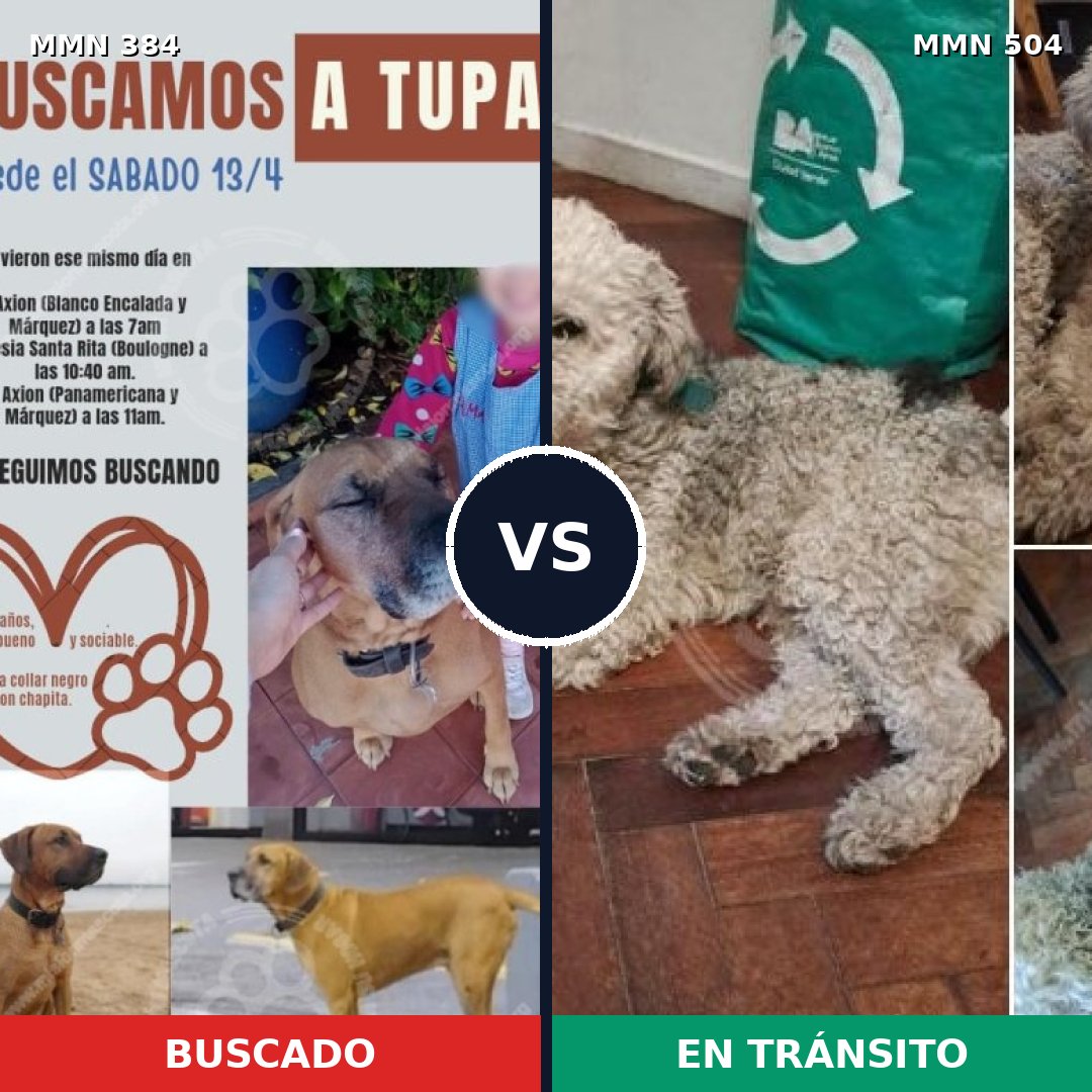 Comparativa MMS 7305: mascota perdida y mascota encontrada, 33% de similitud