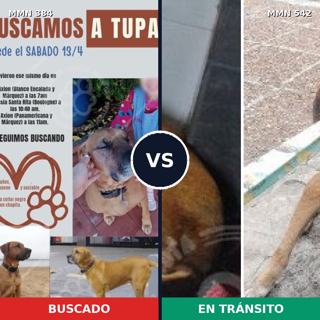 Comparativa MMS 7308: mascota perdida y mascota encontrada, 71% de similitud