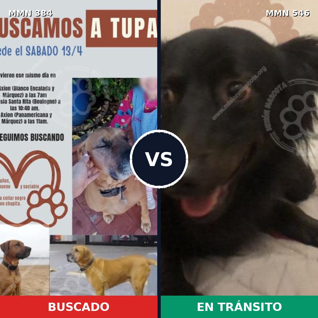Comparativa MMS 7309: mascota perdida y mascota encontrada, 20% de similitud