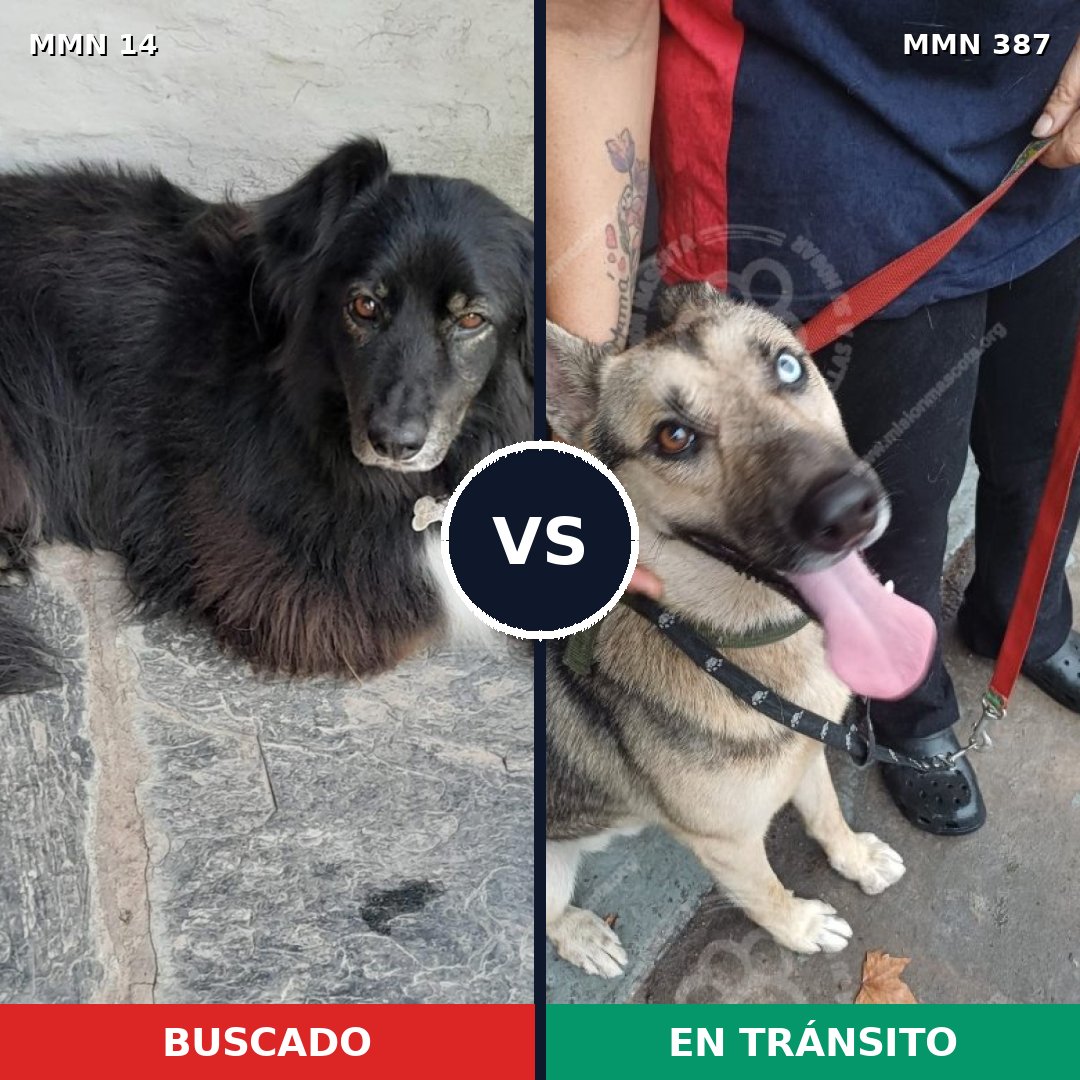 Comparativa MMS 731: mascota perdida y mascota encontrada, 31% de similitud