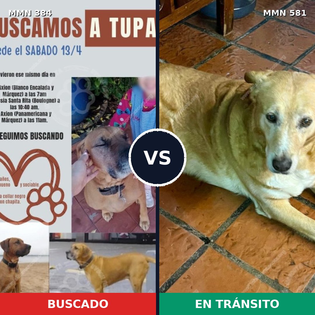 Comparativa MMS 7313: mascota perdida y mascota encontrada, 80% de similitud