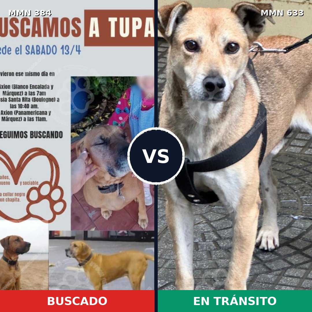 Comparativa MMS 7317: mascota perdida y mascota encontrada, 33% de similitud