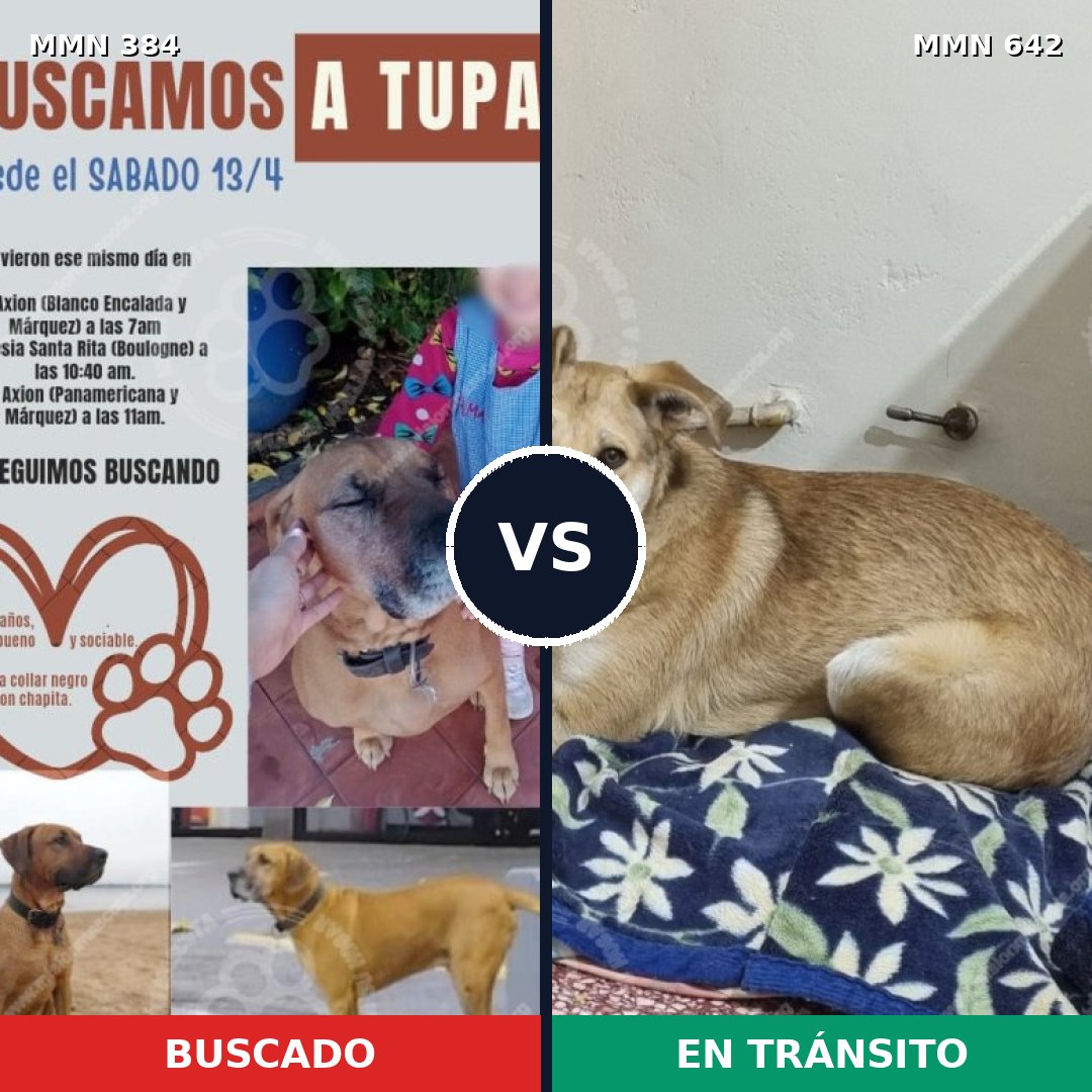 Comparativa MMS 7318: mascota perdida y mascota encontrada, 56% de similitud