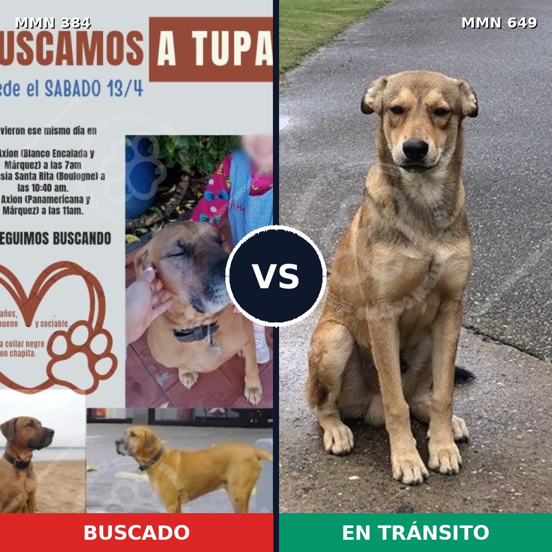 Comparativa MMS 7319: mascota perdida y mascota encontrada, 57% de similitud
