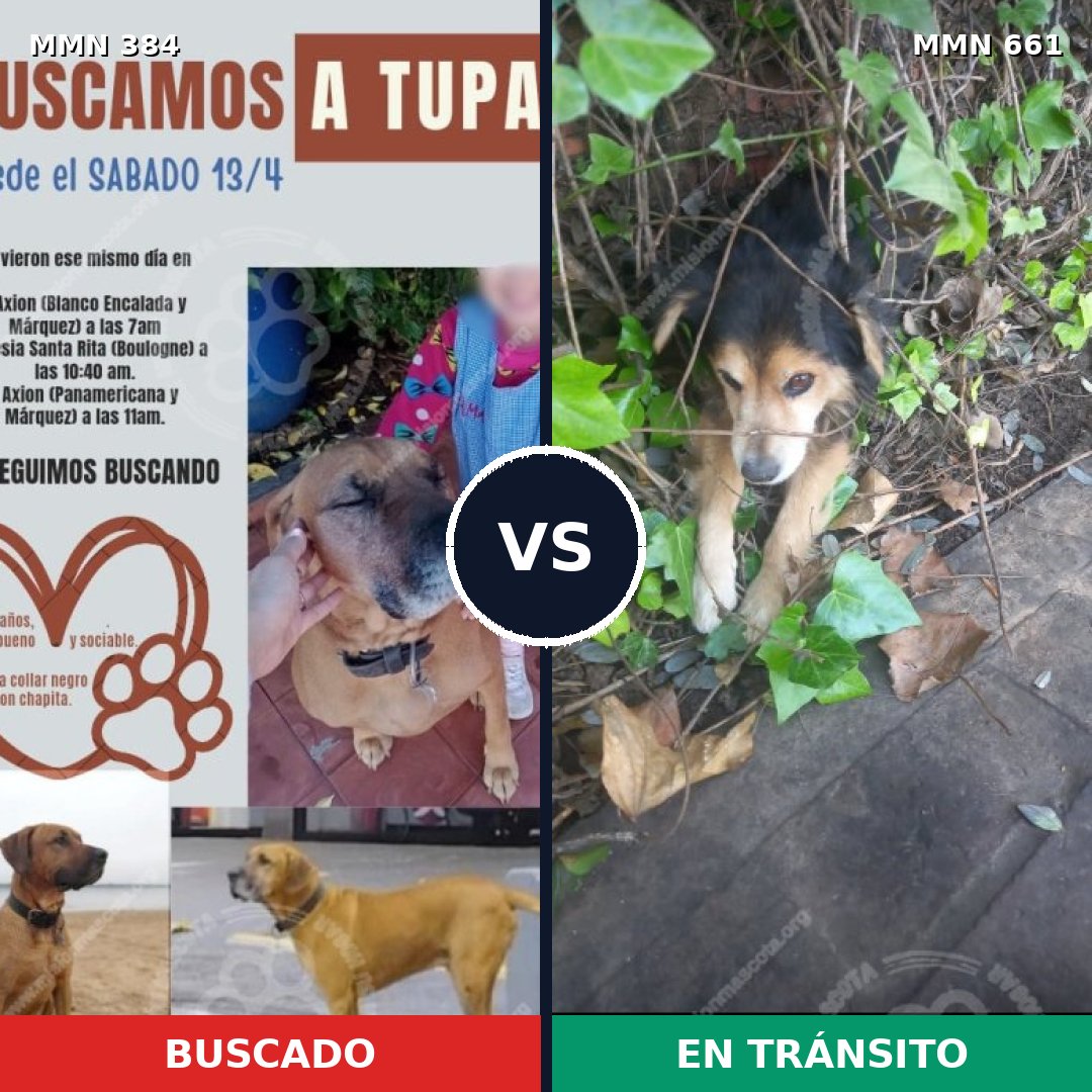 Comparativa MMS 7320: mascota perdida y mascota encontrada, 8% de similitud