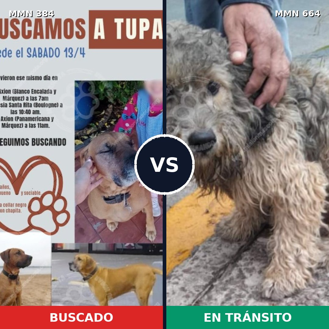 Comparativa MMS 7321: mascota perdida y mascota encontrada, 33% de similitud