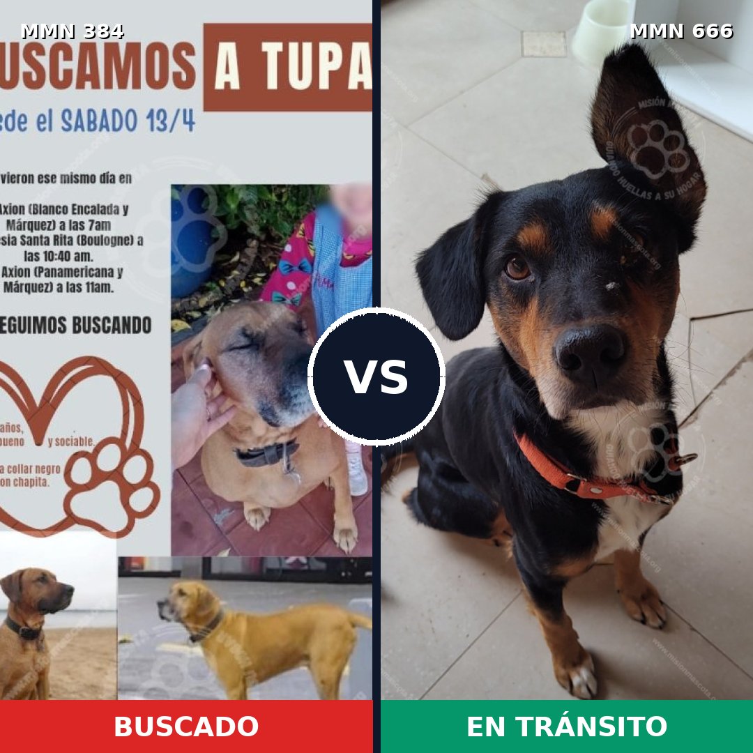 Comparativa MMS 7322: mascota perdida y mascota encontrada, 16% de similitud