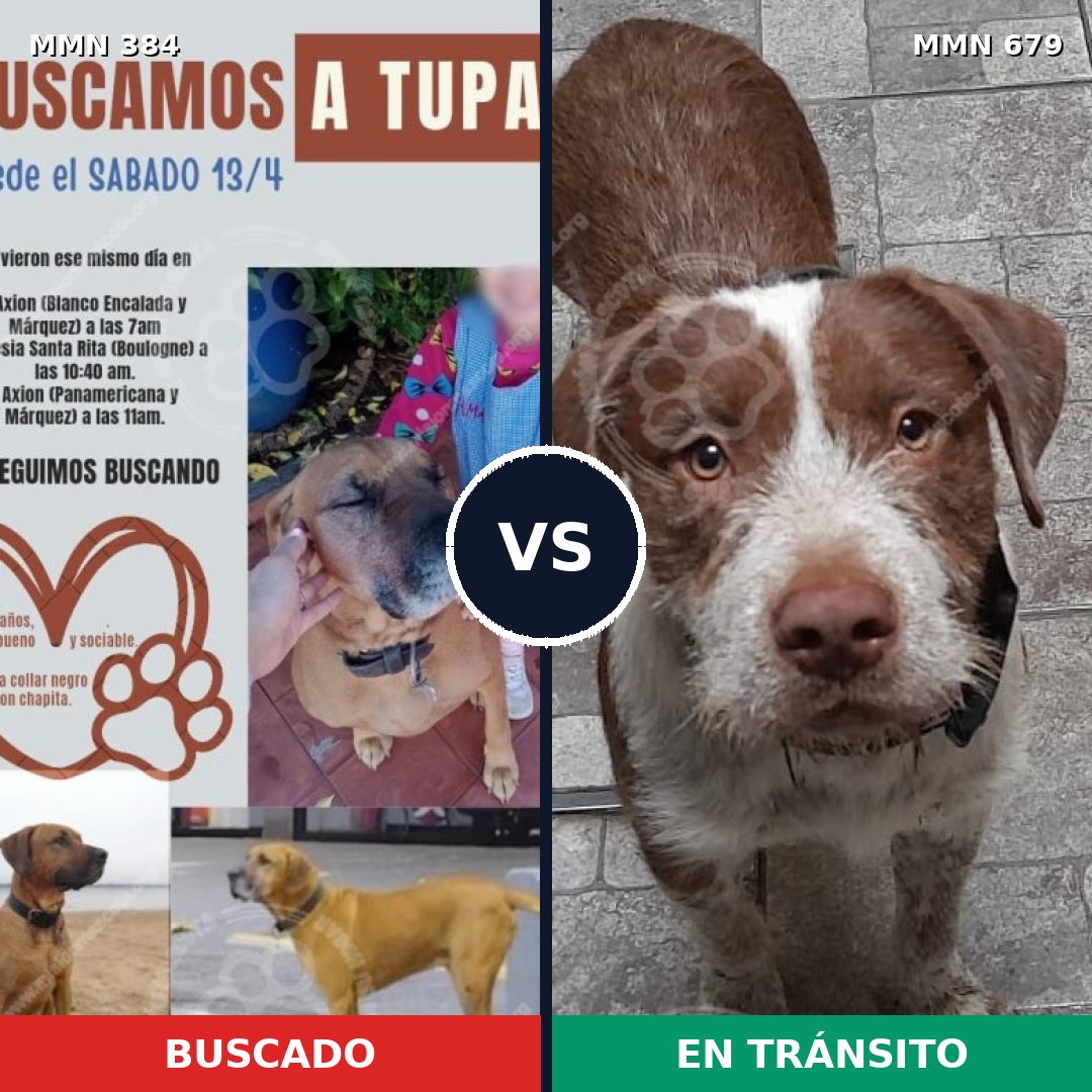 Comparativa MMS 7323: mascota perdida y mascota encontrada, 67% de similitud