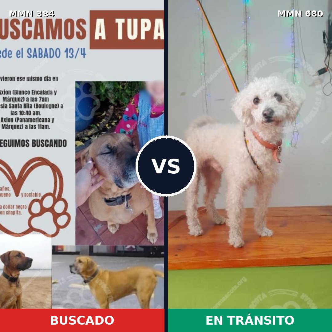 Comparativa MMS 7324: mascota perdida y mascota encontrada, 45% de similitud