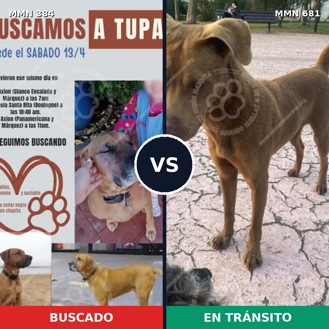 Comparativa MMS 7325: mascota perdida y mascota encontrada, 67% de similitud
