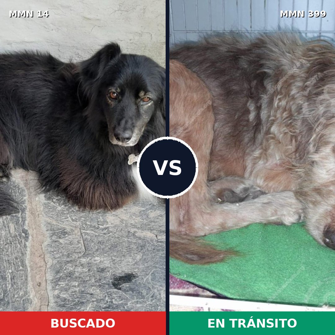 Comparativa MMS 733: mascota perdida y mascota encontrada, 58% de similitud