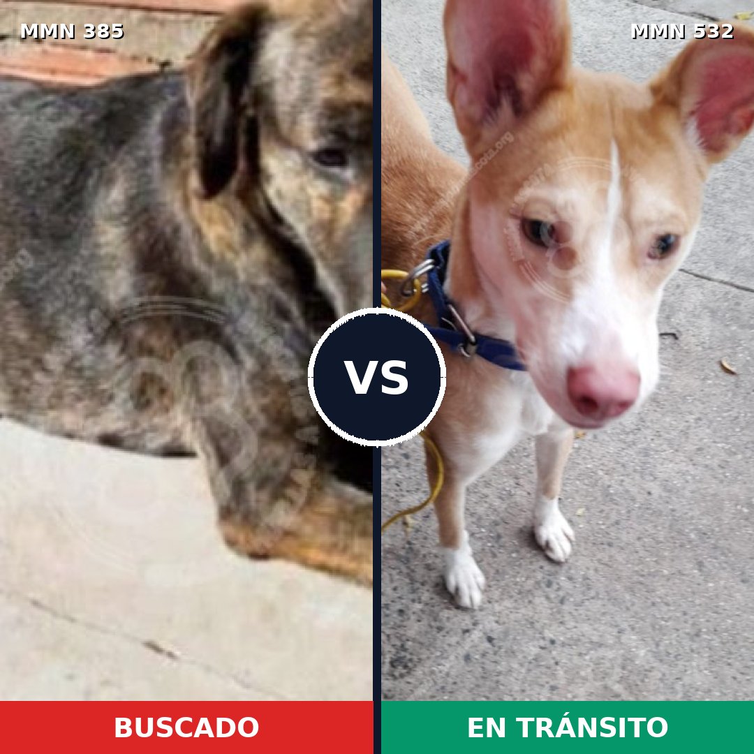 Comparativa MMS 7332: mascota perdida y mascota encontrada, 60% de similitud