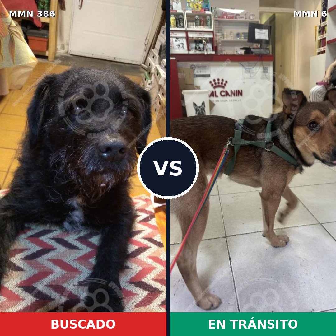Comparativa MMS 7338: mascota perdida y mascota encontrada, 70% de similitud