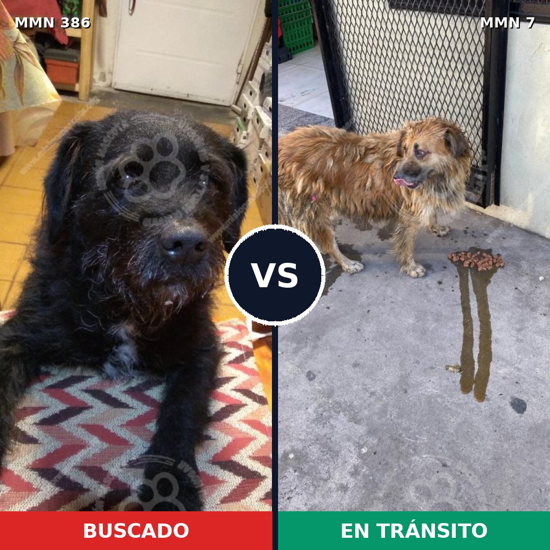 Comparativa MMS 7339: mascota perdida y mascota encontrada, 55% de similitud