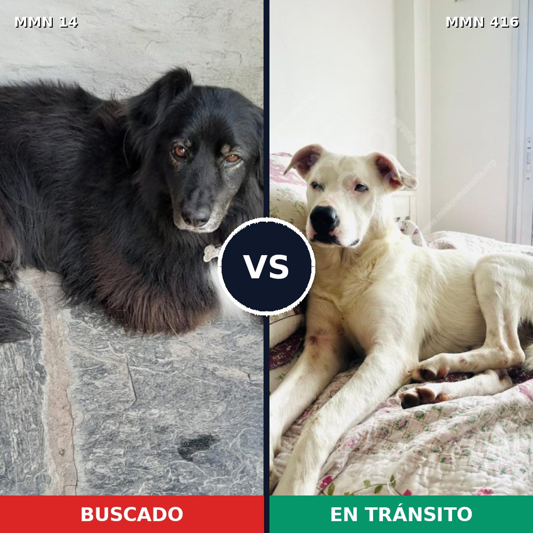 Comparativa MMS 734: mascota perdida y mascota encontrada, 65% de similitud