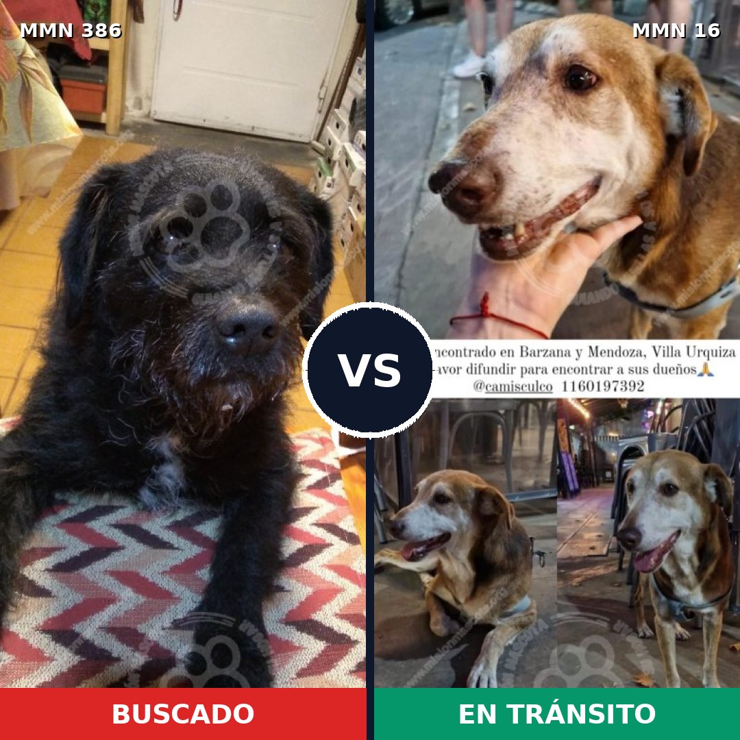 Comparativa MMS 7340: mascota perdida y mascota encontrada, 73% de similitud