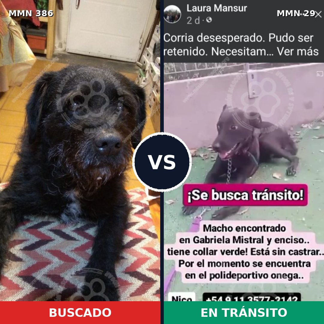 Comparativa MMS 7342: mascota perdida y mascota encontrada, 70% de similitud