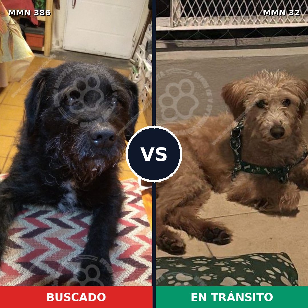 Comparativa MMS 7343: mascota perdida y mascota encontrada, 71% de similitud
