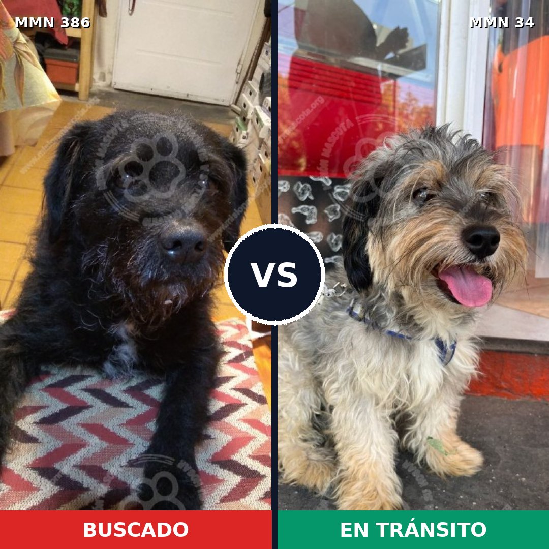 Comparativa MMS 7344: mascota perdida y mascota encontrada, 65% de similitud