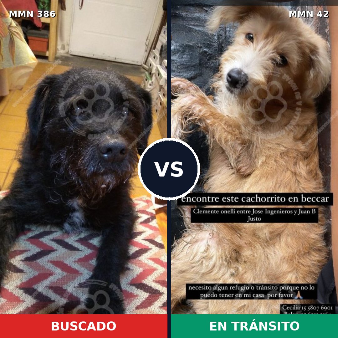 Comparativa MMS 7345: mascota perdida y mascota encontrada, 58% de similitud